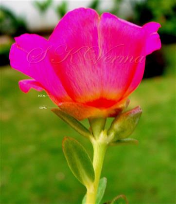  Flower (Lateral view)